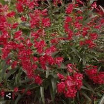 Purslane Red Rock Calandrinia Umbelleta Ruby Tuesday 100 Seeds Fast Ship... - £8.50 GBP