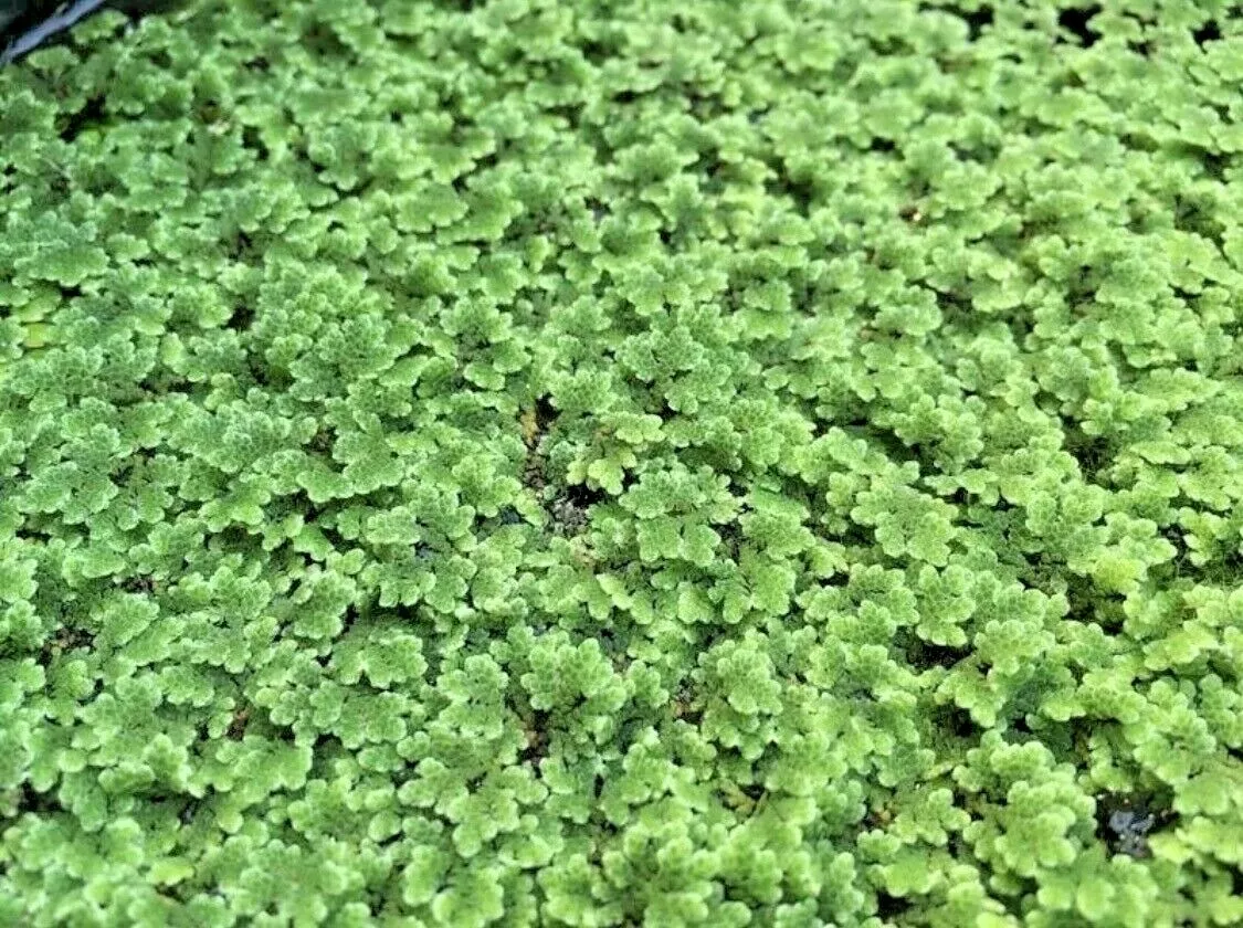 Azolla Filiculoides Fairy Moss Live Aquarium Floating Plants USA Seller  - $24.00