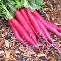 Long Scarlet Cincinnati Radish Open Pollinated Vegetable Seeds Fresh Garden Seed - £12.55 GBP