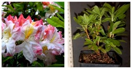 USA Seller - WESTERN LIGHTS Azalea Rhododendron Well Rooted STARTER Plant - $59.98