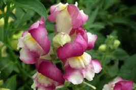 50 seeds Snapdragon Antirrhinum Lucky Lips Bi Color Speed Bloom Secrets - $9.90