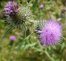 SEPTH 50++ BULL Thistle Seeds (Cirsium Vulgare) Organic Medicinal USA Gr... - $5.01