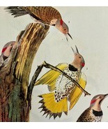 Flicker Woodpecker Bird 1946 Color Art Print John James Audubon Nature D... - $760.08 MXN