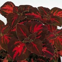 50 Coleus Seeds Rainbow Festive Dance Flower Seeds Garden USA Seller - £9.53 GBP