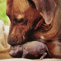 Unlikely Friendships Jennifer S. Holland Gift Book Adorable Animal Stories image 4
