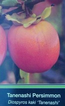 4&#39;-6&#39; Tanenashi Persimmon Fruit Tree Plant Healthy Trees Grow Persimmons... - £76.29 GBP