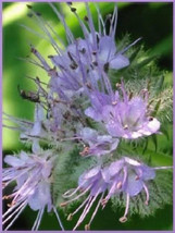 USA Purple Tansy Lacy Fiddleneck Phacelia Tanacetifolia Flower 300 Seeds - £8.59 GBP