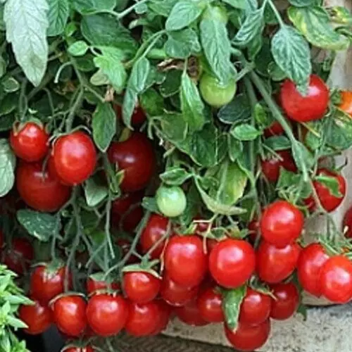 TKBONStore 50 Ct Cherry Tomato Heirloom NonGMO Seeds - $9.45