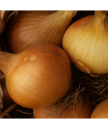 500 Kelsae Sweet Giant Onion Seeds, Award-Winning Mild Giant Onions, Veg... - $12.99