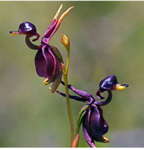 100 pcs/Pack Caleana Major Flying Duck Orchid Seeds Garden Potted Decor Flowers  - £5.50 GBP