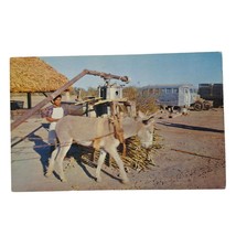 Postcard Grinding Sugar Cane In Old Mexico Mule Chrome Unposted - $6.92