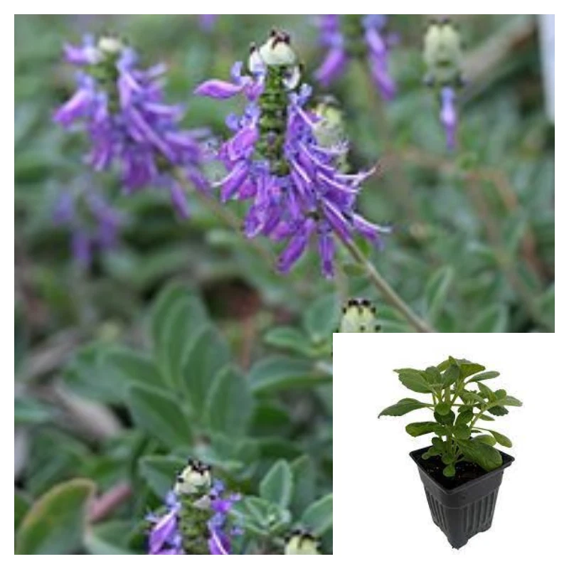 Coleus Comosus 4Inches Plant Plectranthus Ornatus Codd Live Plant NONEDIBLE - $18.06