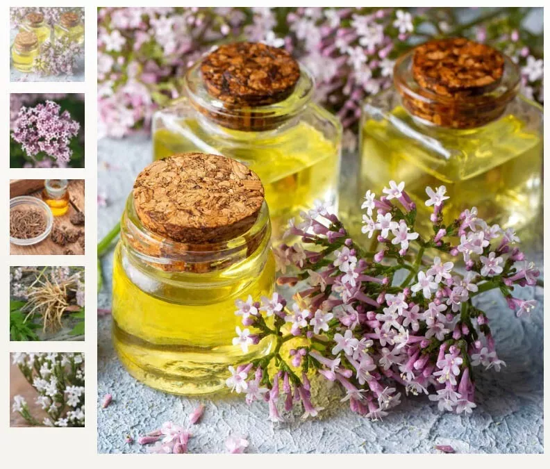 VALERIAN Medicinal Herb Valeriana officinalis Garden Heliotrope NonGMO 1... - €4,46 EUR