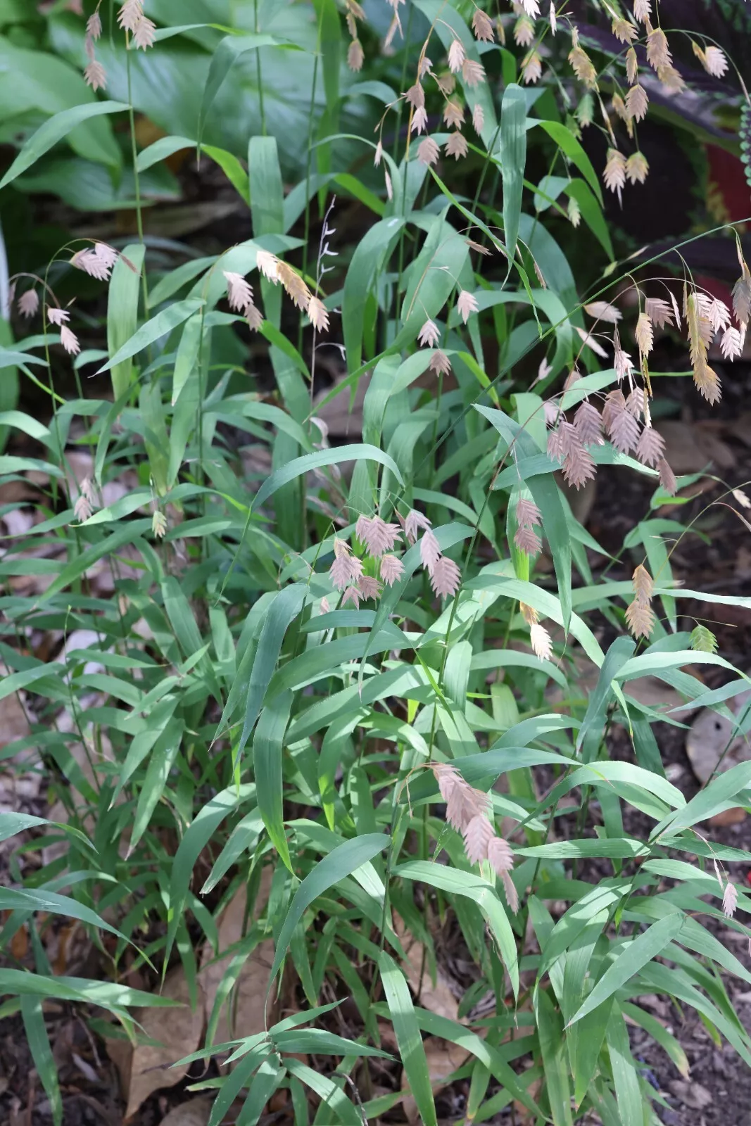 50 seeds of organic Northern Sea Oats, ornamental grass  **  ** - $8.07