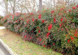 25 Domestic Nandina 2.5" pot  Heavenly Bamboo image 2