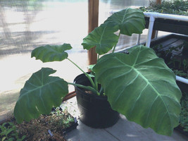 Live Plant - Colocasia - &#39;Thai Giant&#39; - Elephant Ear - $29.00