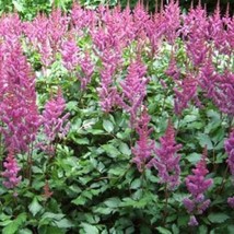 Astilbe Chinensis Pink * 50    Shade  False Goats Beard  1824 Inches From US - £6.17 GBP