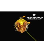 MASDEVALLIA / DIODONOPSIS ERINACEA MINIATURE ORCHID XXL POTTED - $39.00