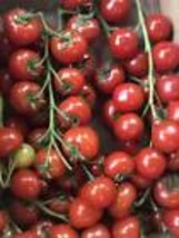Cherry Tomato Seeds - Tomato seeds - Non GMO - USA Grown 200 Seeds - $11.70