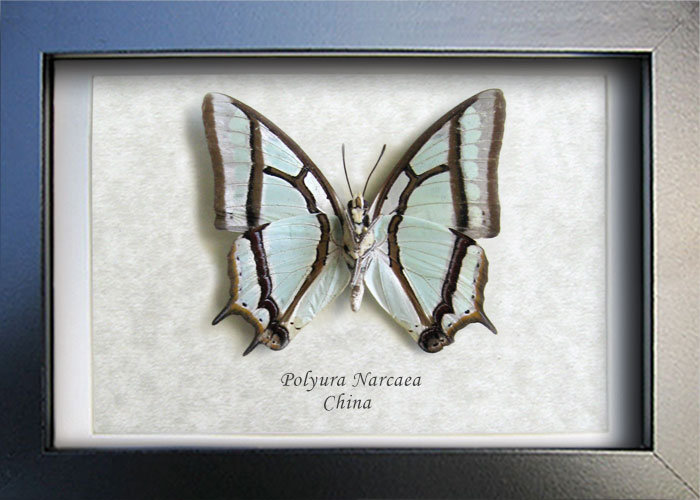 Chinese Nawab Sage Green Polyura Narcaea Real Butterfly Entomology Shado... - $42.99