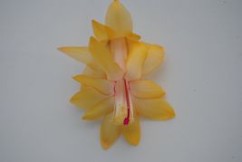 PATB Christmas Cactus Starter Plant Honolulu Sun Schlumbergera Truncata ... - $25.80