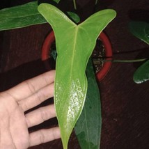 Anthurium Chiapasense Free Phytosanitary Certificate - £254.98 GBP