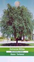 Corkscrew Willow Tree Plants Trees Healthy Hardy Plant Easy To Grow Landscape - £109.81 GBP