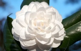 AWS Seafoam Camellia Japonica-Live Starter Plant -Highly Variable Blooms  - £27.01 GBP