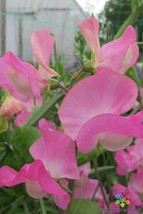 50 Royal Pink Sweet Pea Seeds Planting Beautiful Garden Usa Fast Shipping - £8.24 GBP