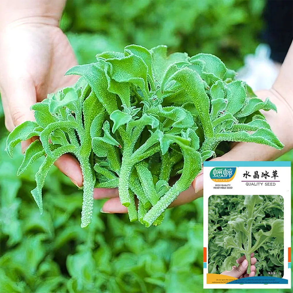 From US 300 pcs Seeds Crystalline Ice Plant Vegetable Seeds High Germination  - £9.05 GBP