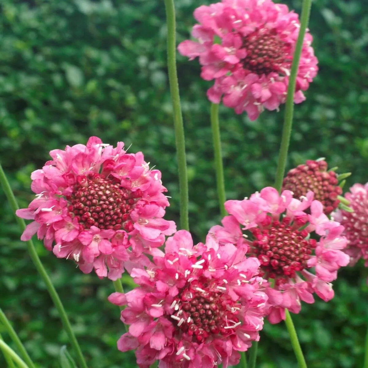 Fresh New Scabiosa Atropurpurea Double Rose 15 Seeds - £7.77 GBP