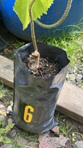 Exact plant #6, Royal Empress Tree 2 year old, Paulownia tomentosa - $2,097.67 MXN