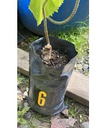 Exact plant #6, Royal Empress Tree 2 year old, Paulownia tomentosa - $2,070.66 MXN