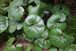 Farfugium Japonicum Gigantea Giant Leopard Plant Seeds Fresh Seeds Fast Shipping - $15.98