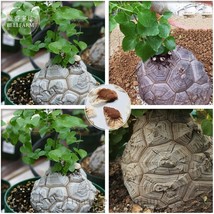 Dioscorea Elephantipes Imported Elephants Foot Yam Seeds, Professional Pack, bon - £7.45 GBP