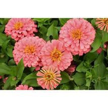 100+ Magellan Salmon Zinnia Seeds | Vibrant Garden Cut Flowers - $16.50