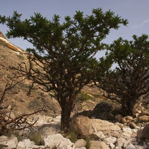 20 Frankincense Pine Tree Seeds  Sap used for Incense  Salve  Resin Balm !! From - £9.48 GBP