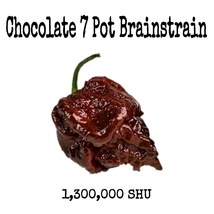 Chocolate 7 Pot Brainstrain Pepper - 12 Seeds - Deathly HOT! - £3.14 GBP