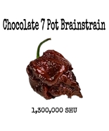 Chocolate 7 Pot Brainstrain Pepper - 12 Seeds - Deathly HOT! - $4.00
