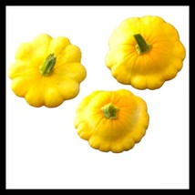 15 Seeds Yellow Bush Scallop Summer Squash Grow Fast Plant Heirloom Seeds Today - $8.35