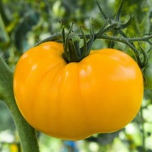 FRESH Golden Jubilee Tomato Seeds Golden Sunray Medium Beefsteak  - $4.00