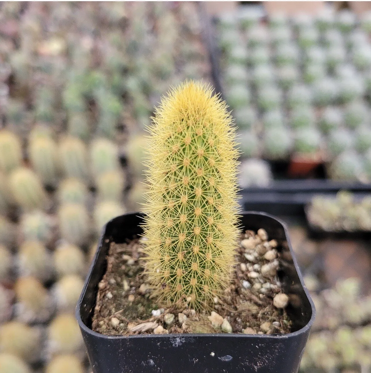 2” Pot Cleistocactus winteri Golden Rat Tail Cactus - £25.04 GBP