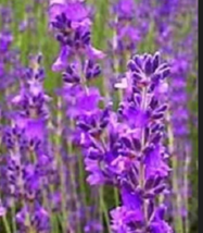 True English Lavender Vera Herb Purple Flower 500 Seeds - £8.64 GBP