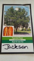 JACKSON PAPERSHELL PECAN TREE Shade Nut Trees Live Plant Pecans Nuts Plants - $169.70