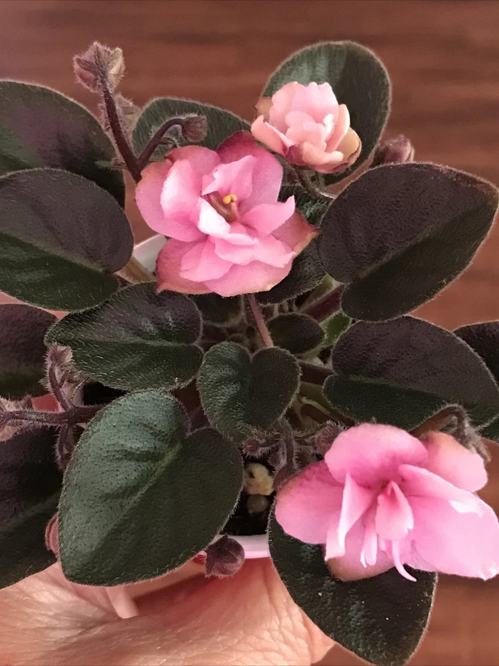 African violet Plant “Jolly Dear” Semi miniature - USA Seller  - $38.99