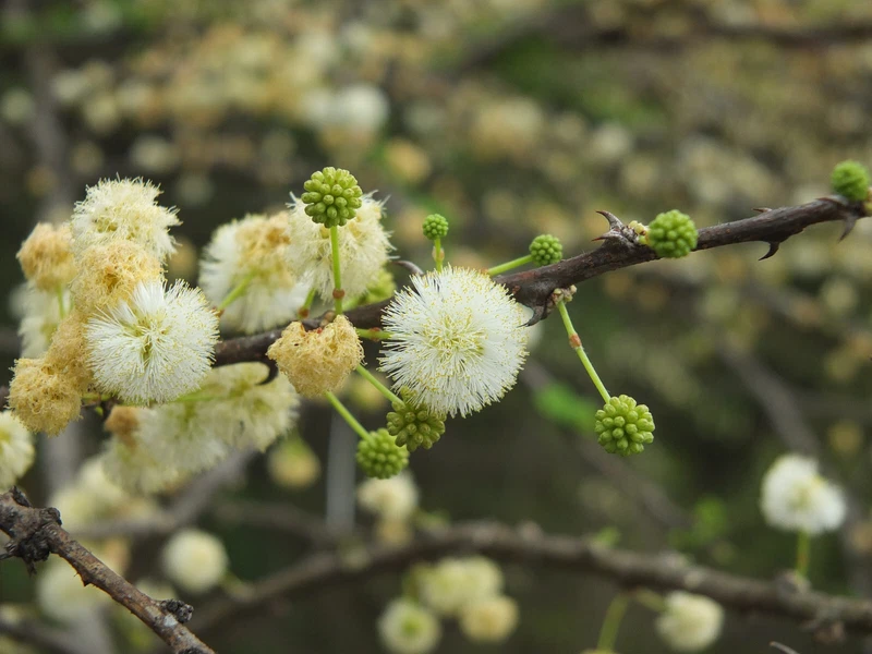 Acacia Planifrons Umbrella Thorn Babul Flowering Plant – 20 Seeds Fragrant - €7,22 EUR