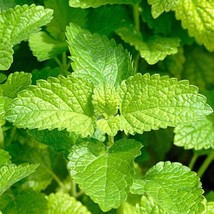 Lemon balm Melissa officinalis seeds, 500 seeds, code 088 - £3.91 GBP