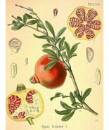 Live Plant - Pomegranate - &#39;Wonderful&#39; - Punica granatum - Actively Grow... - $29.00