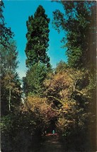 Chrome Postcard CA G035 Muir Woods National Monument Mill Valley Redwoods - $3.47