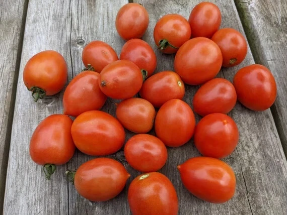 50 Seeds Garden Gem Tomato Juicy Tomatoe Vegetable Garden Edible Food - $9.63